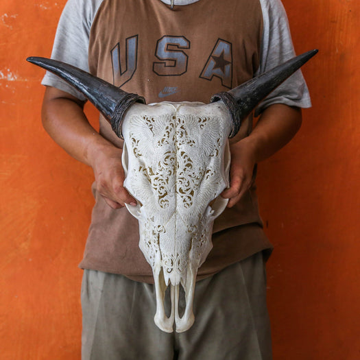 Cow Skull - Indian Eagles