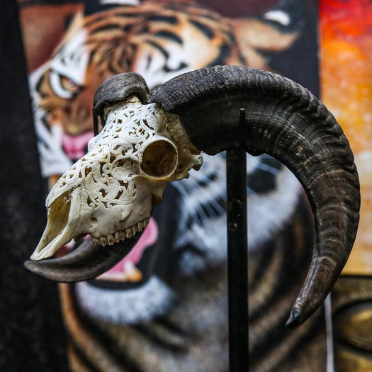 Ram Skull - Tribal #2 Carving